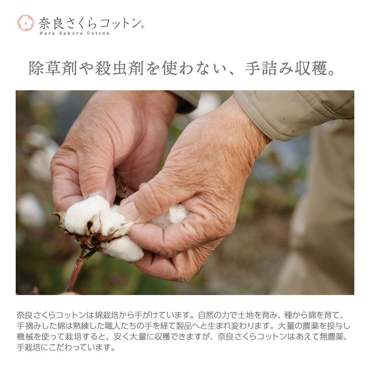 奈良さくらコットン ベビー靴下チューリップ(2201)