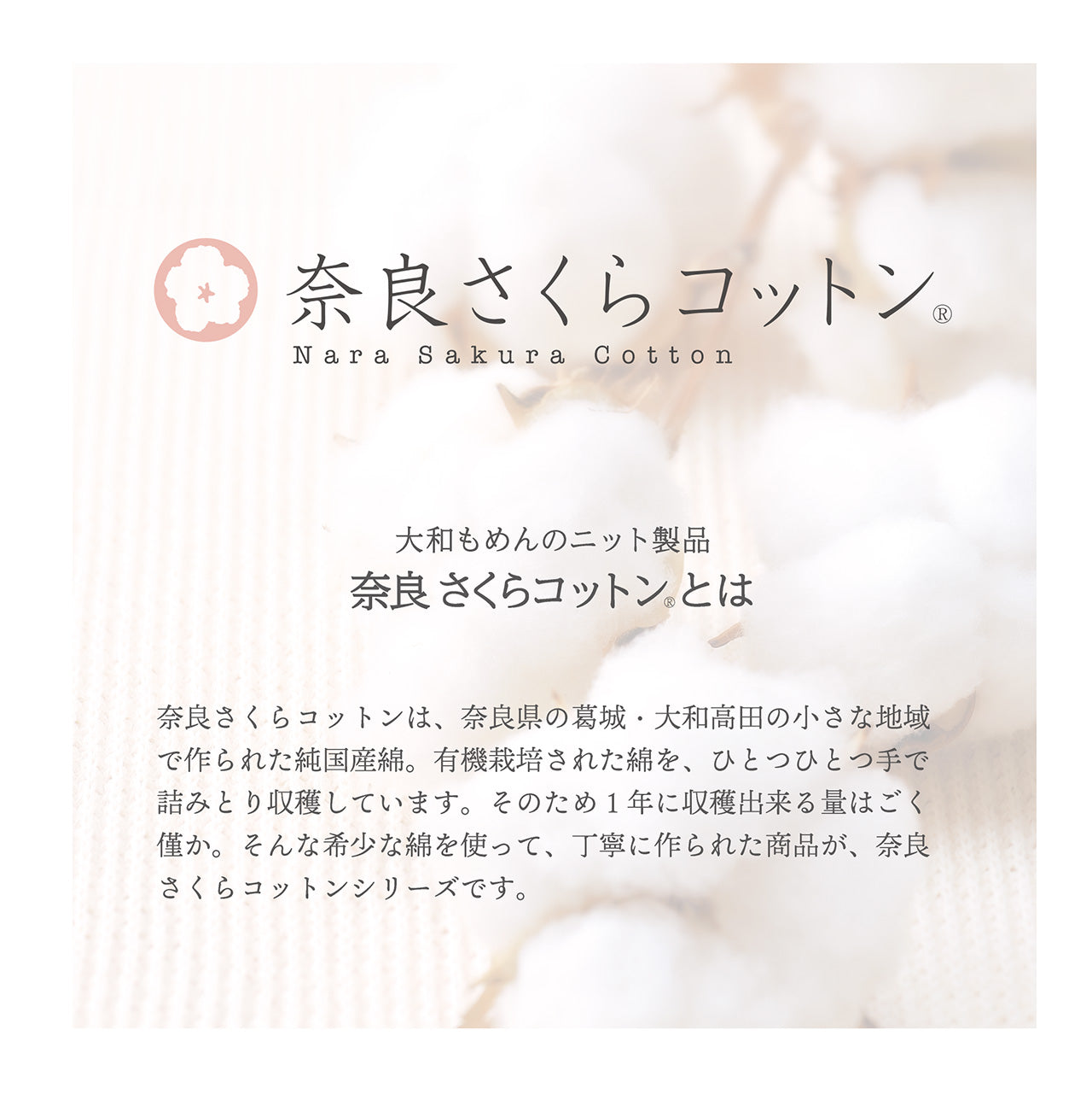【純国産綿】奈良さくらコットン　腹巻つきニットパンツ
